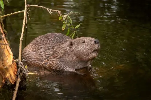 Bever in rivier
